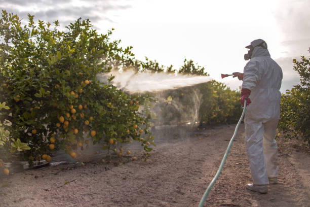 Best Termite Control Services  in Mattydale, NY