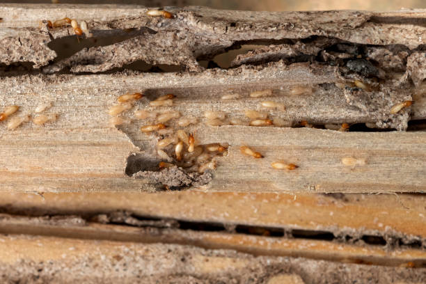 Best Wasp Removal Services  in Mattydale, NY